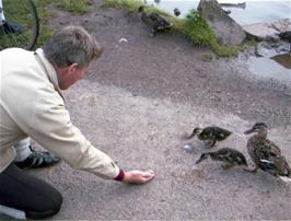 Visit to East Quantoxhead.  Don and the ducks: "Don't accept food from strangers, children."