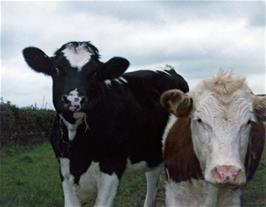 Inquisitive cows at lunchtime near Gara Bridge