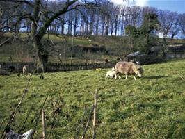 A tranquil scene at Venn, near Blackpool, on the way home