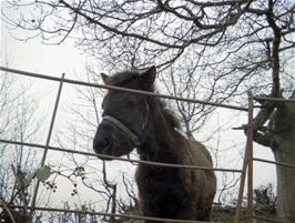 A pony in a field between Wallaford and Cross Furzes