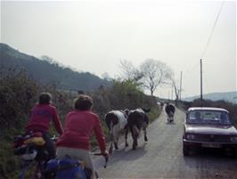 Cows get in the way on the way to Street hostel