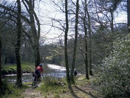 Colin Downie riding through Hembury Woods?