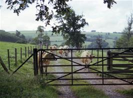 Cows on the track near Sharpham as Colin, Frank and the rest of the group approach the gate