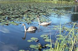 Swans on the lake at Stover Park