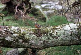 Michael tries some wildflife photography when a sparrow gets close near Huccaby Bridge