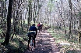 The track becomes more testing as it heads downhill through the woods