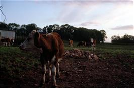 Inquisitve cows approached us at their gate.  Do you know where this is?