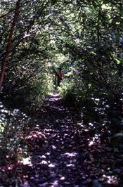 A particularly overgrown section of the railway path