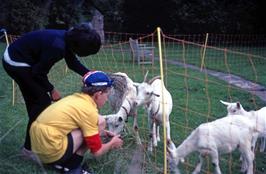 Andrew W and Richard feed the adorable family of goats on the lawn at Bridges youth hostel