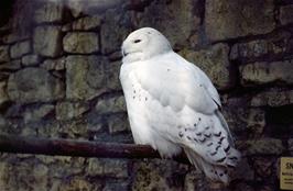 This beautiful Snowy Owl was seen somewhere between Bibury and Bourton-on-the-Water.  Do you know where it was?