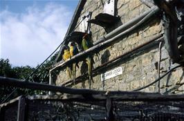 These magnificent parrots were seen somewhere between Bibury and Bourton-on-the-Water.  Do you remember where?