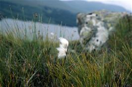 Cotton grass on the mountain