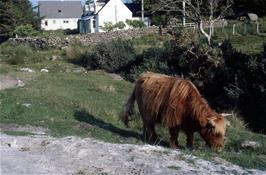 A Highland Cow greets us as we approach Badachro