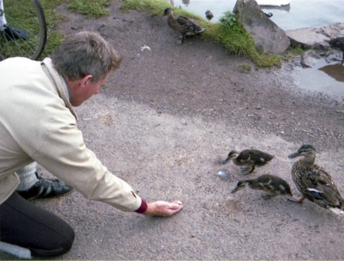 East Quantoxhead. Don and the ducks: 'Don't accept food from strangers, children.'