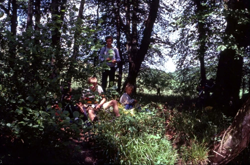 13 Jun 1982 · Silveridge Wood (SX 728494)