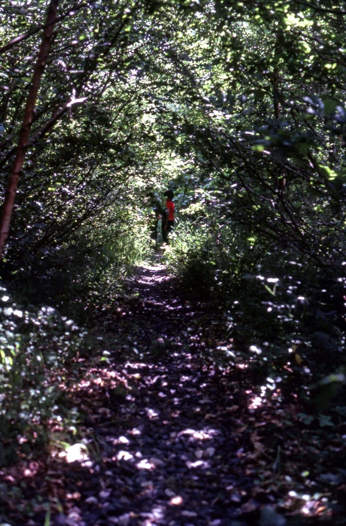 13 Jun 1982 · Silveridge Wood (SX 728494)